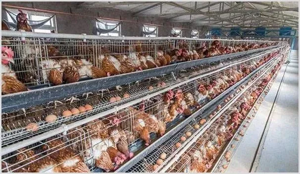 蛋鸡养殖高产秘诀，养鸡户需掌握这5个管理技巧！ | 农业养殖技术