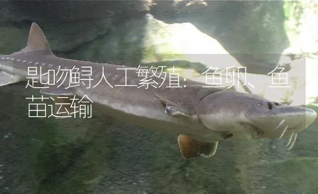 匙吻鲟人工繁殖：鱼卵、鱼苗运输 | 淡水养殖