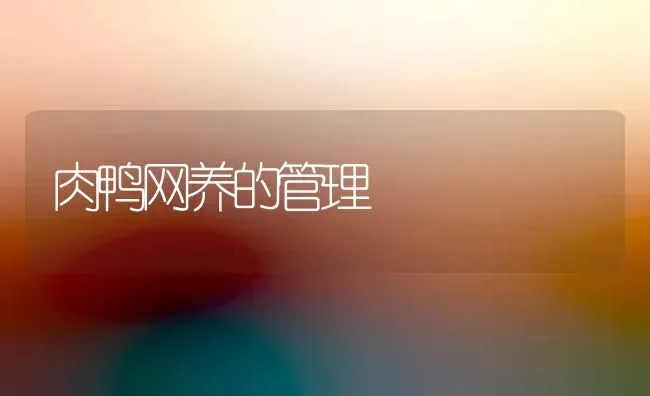 肉鸭网养的管理 | 家禽养殖