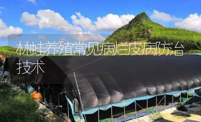 林蛙养殖常见病烂皮病防治技术 | 特种养殖
