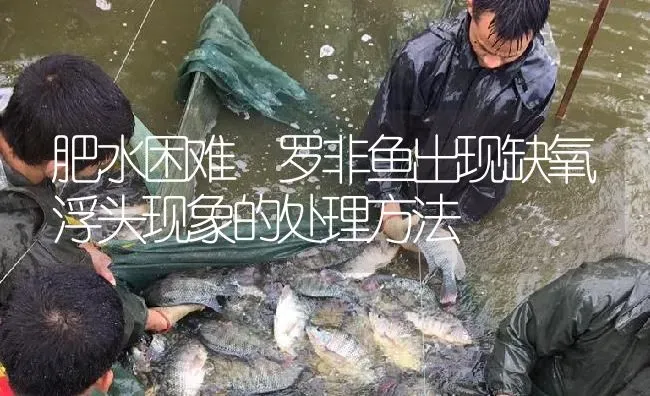 肥水困难 罗非鱼出现缺氧浮头现象的处理方法 | 淡水养殖