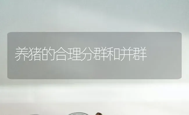 养猪的合理分群和并群 | 家畜养殖