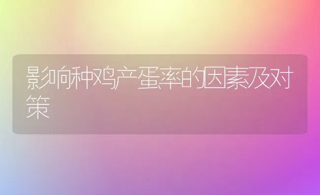 影响种鸡产蛋率的因素及对策 | 家禽养殖