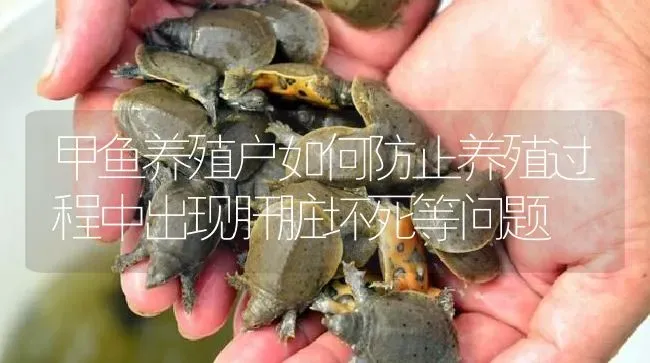 甲鱼养殖户如何防止养殖过程中出现肝脏坏死等问题 | 淡水养殖