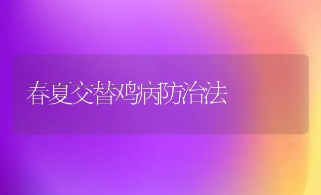 春夏交替鸡病防治法 | 家禽养殖