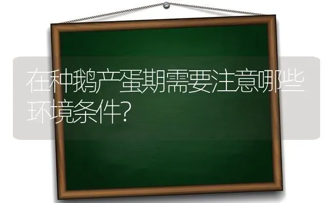 在种鹅产蛋期需要注意哪些环境条件？ | 家禽养殖