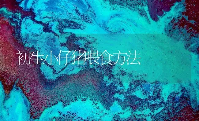 初生小仔猪喂食方法 | 家畜养殖