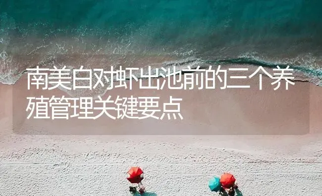 南美白对虾出池前的三个养殖管理关键要点 | 海水养殖