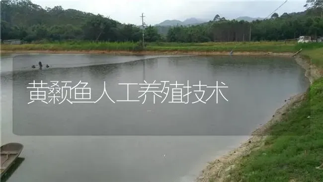 黄颡鱼人工养殖技术 | 淡水养殖