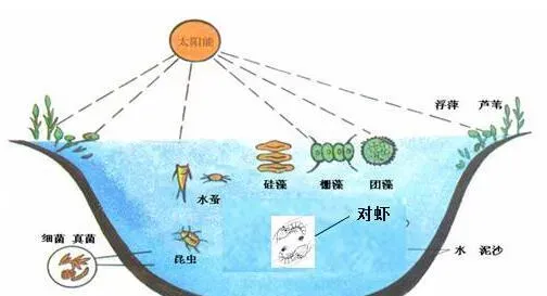 南美白对虾养殖中一个被说烂的问题 你真的没有问题了吗？