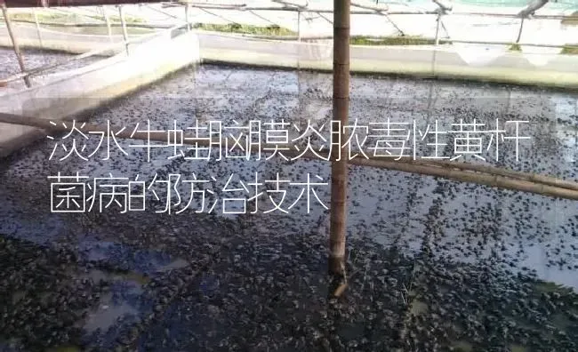 淡水牛蛙脑膜炎脓毒性黄杆菌病的防治技术 | 特种养殖