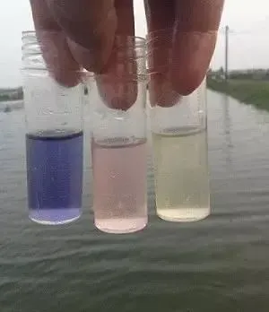 高温雨季南美白对虾池塘管理要点