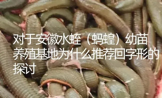 对于安徽水蛭（蚂蝗）幼苗养殖基地为什么推荐回字形的探讨 | 特种养殖