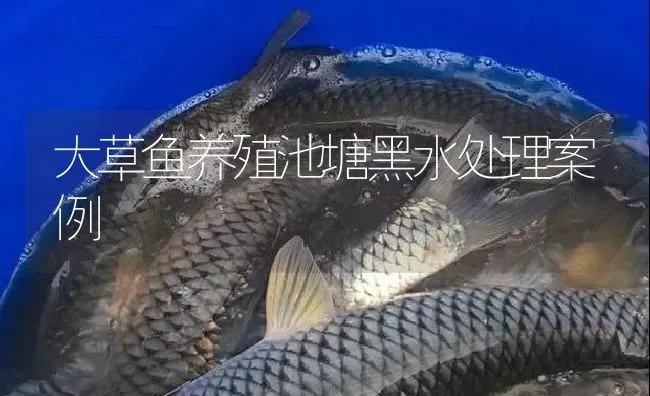 大草鱼养殖池塘黑水处理案例 | 淡水养殖