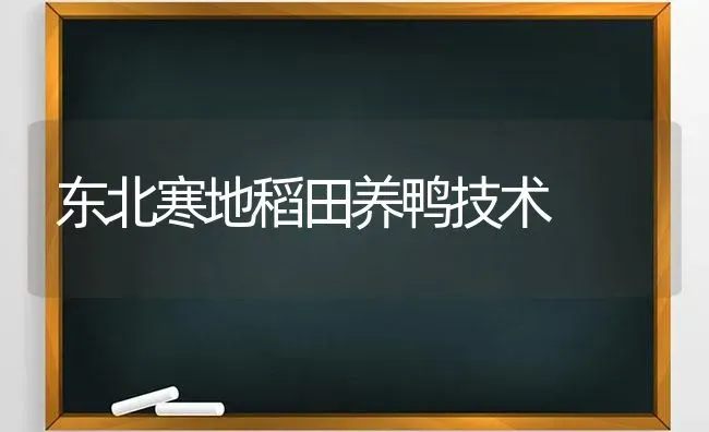 东北寒地稻田养鸭技术 | 家禽养殖