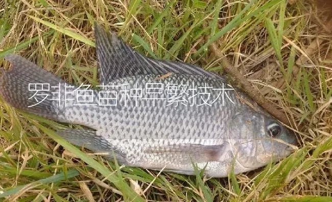 罗非鱼苗种早繁技术 | 淡水养殖
