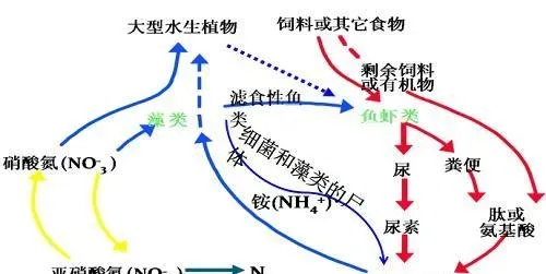 养鱼先养水！巧用、活用、善用酵母发酵碳源，提升水质调控效果，让您增产又增收！