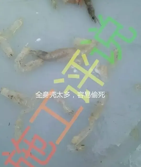 施工谈冬棚虾第三部分：为什么强调要做好每一次换壳的护理呢？