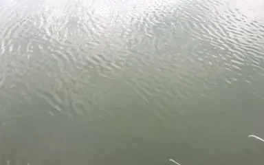 如何处理鲍鱼菜养殖出现的“红水”