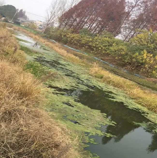 【小龙虾专题】疫情期间，湖北稻田养虾如何精简管理