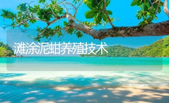 滩涂泥蚶养殖技术 | 海水养殖