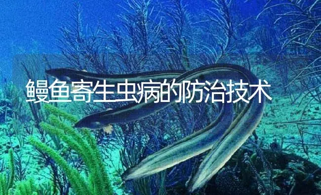 鳗鱼寄生虫病的防治技术 | 淡水养殖