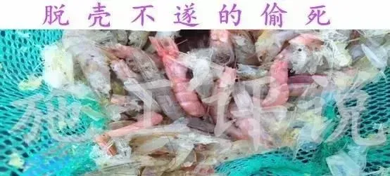 施工谈冬棚虾第三部分：为什么强调要做好每一次换壳的护理呢？