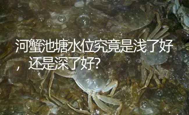 河蟹池塘水位究竟是浅了好，还是深了好？ | 淡水养殖