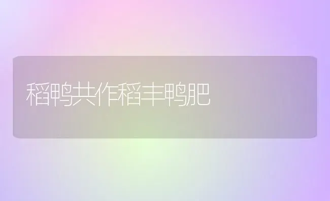 稻鸭共作稻丰鸭肥 | 家禽养殖