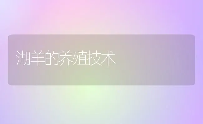 湖羊的养殖技术 | 家畜养殖