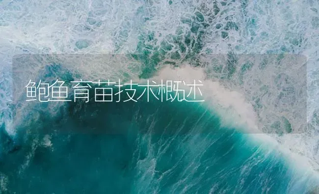 鲍鱼育苗技术概述 | 海水养殖