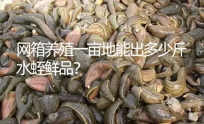 网箱养殖一亩地能出多少斤水蛭鲜品？ | 特种养殖
