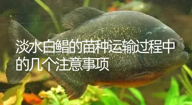淡水白鲳的苗种运输过程中的几个注意事项 | 淡水养殖
