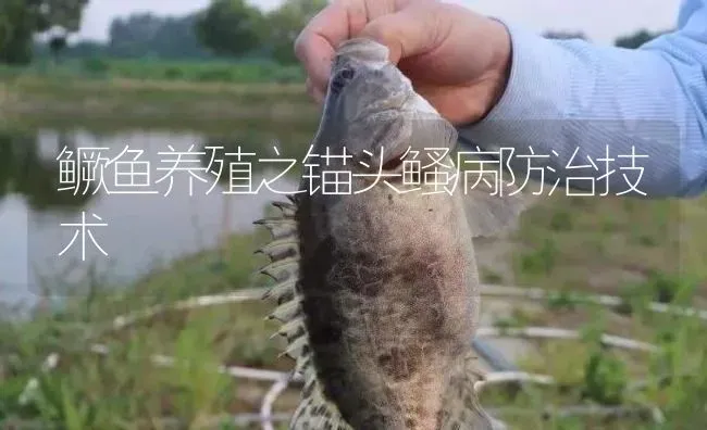 鳜鱼养殖之锚头鳋病防治技术 | 淡水养殖