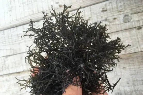 如何处理鲍鱼菜养殖出现的“红水”