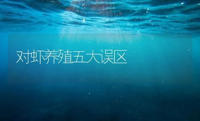 对虾养殖五大误区 | 海水养殖