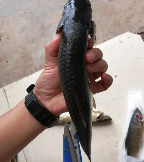 草鱼黑头黑背怎么治？