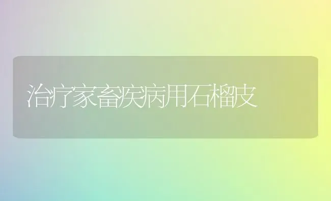 治疗家畜疾病用石榴皮 | 家畜养殖