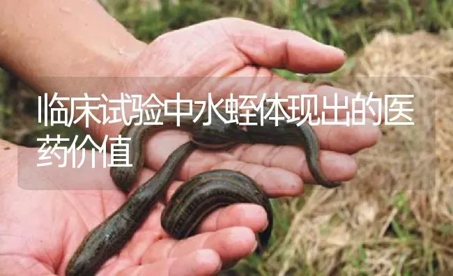 临床试验中水蛭体现出的医药价值 | 养殖病虫害防治