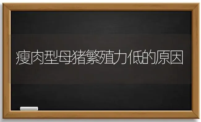 瘦肉型母猪繁殖力低的原因 | 家畜养殖