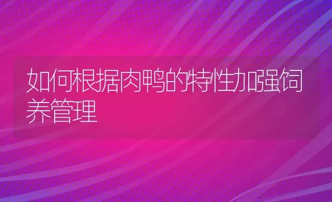 如何根据肉鸭的特性加强饲养管理 | 家禽养殖