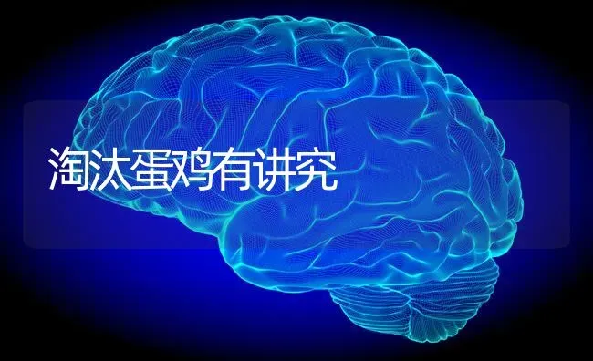 淘汰蛋鸡有讲究 | 家禽养殖