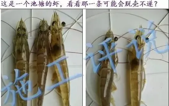 施工谈冬棚虾第三部分：为什么强调要做好每一次换壳的护理呢？
