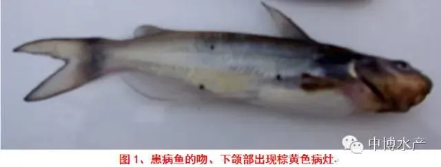 斑点叉尾鮰柱形病的防治方法