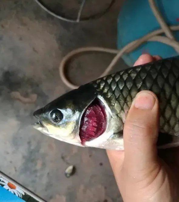 草鱼黑头黑背怎么治？