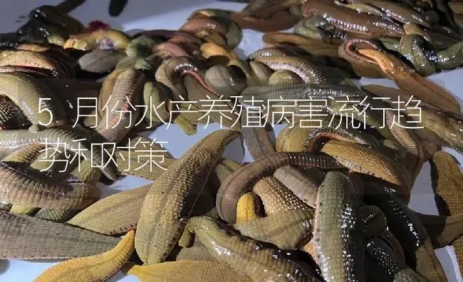 5月份水产养殖病害流行趋势和对策 | 特种养殖