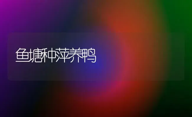 鱼塘种萍养鸭 | 家禽养殖