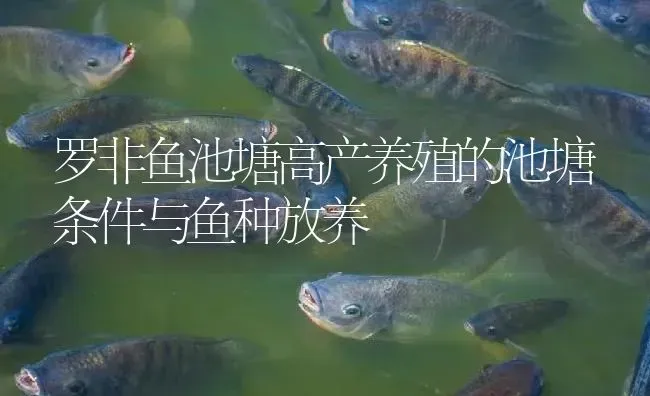 罗非鱼池塘高产养殖的池塘条件与鱼种放养 | 淡水养殖