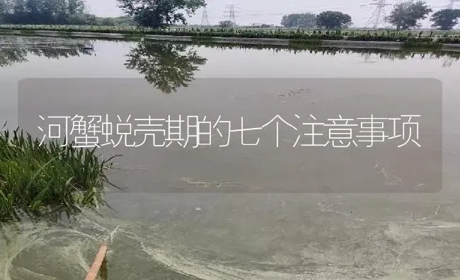 河蟹蜕壳期的七个注意事项 | 淡水养殖