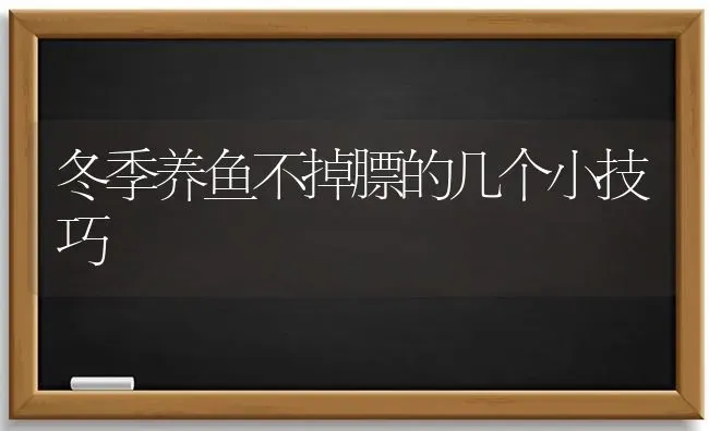 冬季养鱼不掉膘的几个小技巧 | 淡水养殖